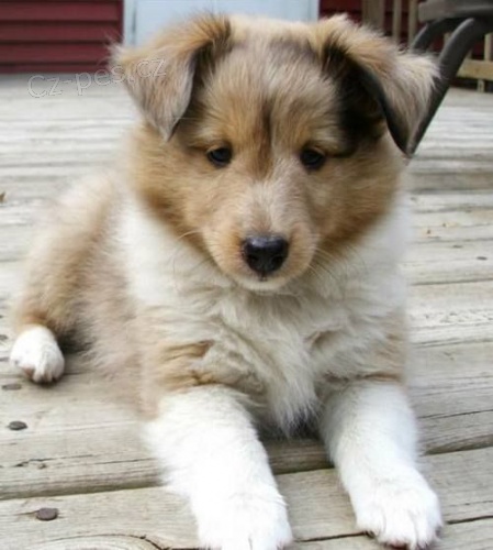 �T��ATA SHELTIIE