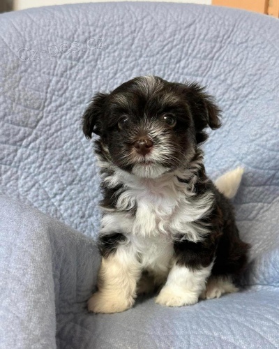 Prod�m roztomil� a zdrav� �t��ata havanese.