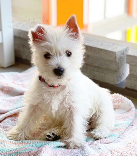�t��ata West Highland White Terriers