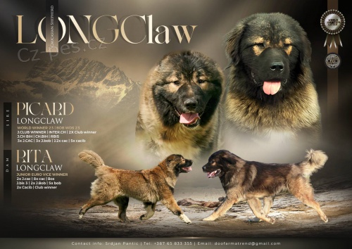 Kavkazsk� ov��k KR�SN� �t���tka