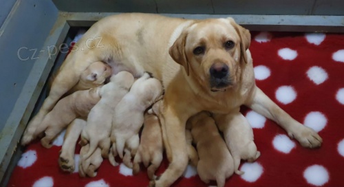 Labradorsk� retr�vr �t��ata