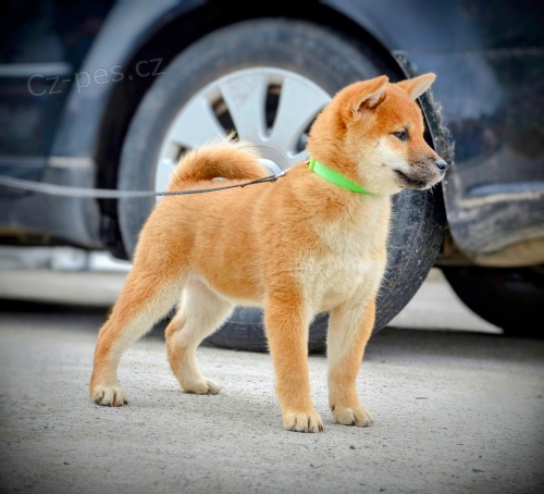 Shiba Inu �t��ata na prodej