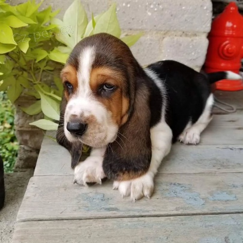 Zdrav� �t��ata Basset hound