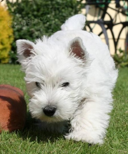 �t��ata West Highland White Terriers