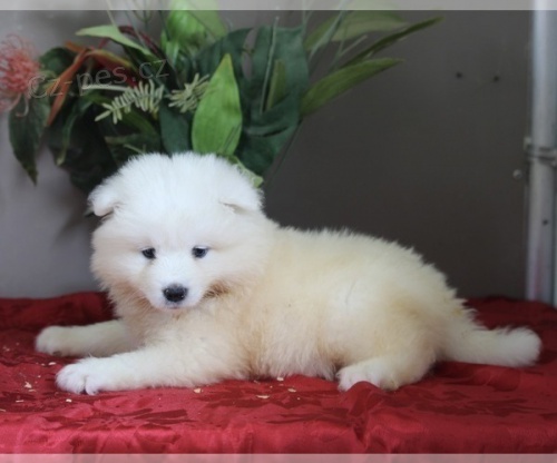 �t��ata samojeda na prodej