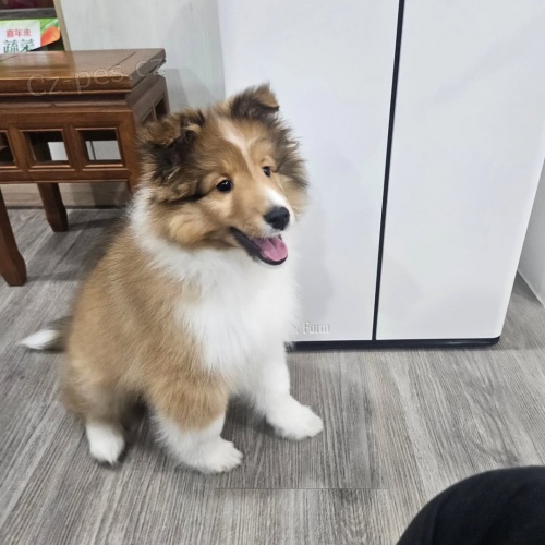 �T��ATA SHELTIIE