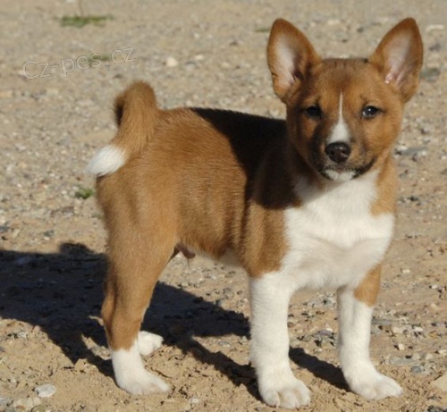 �t���tka Basenji