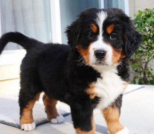 �t��ata bernsk�ho sala�nick�ho psa