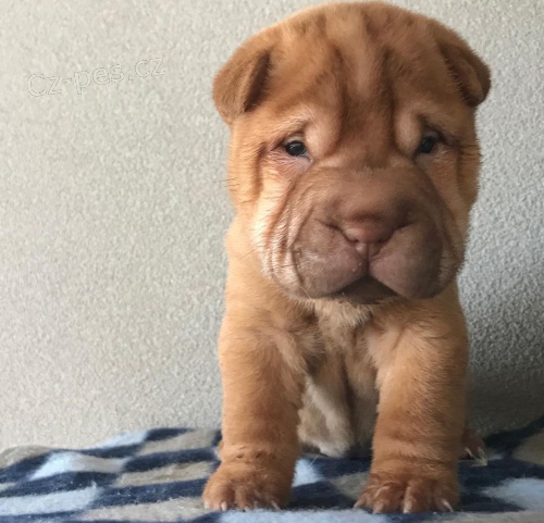 �t��ata o�kovan� shar-pei.
