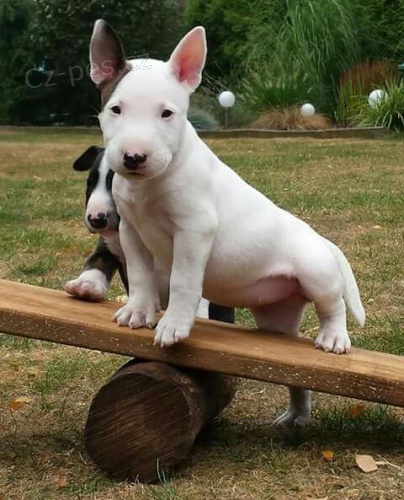 BULLTERI�RA/BULLTERI�RA/BULLTERI�RA