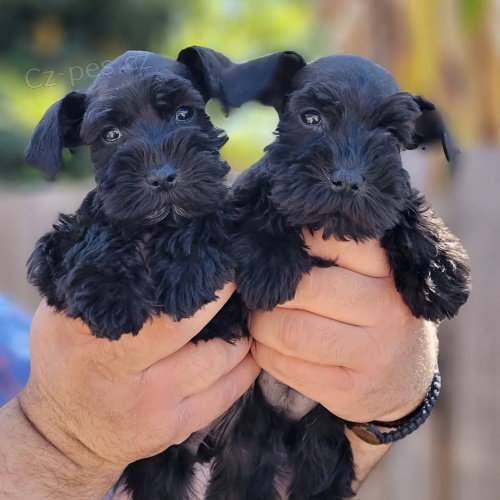 mal�ch kn�ra��/mal�ch kn�ra��