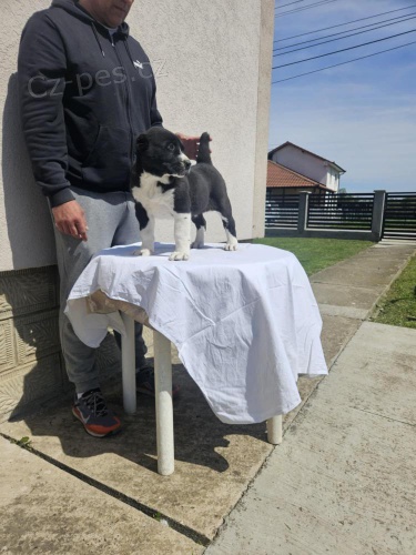St�ednoasij�t� pasteve�t� psi - �t��ata na prodej