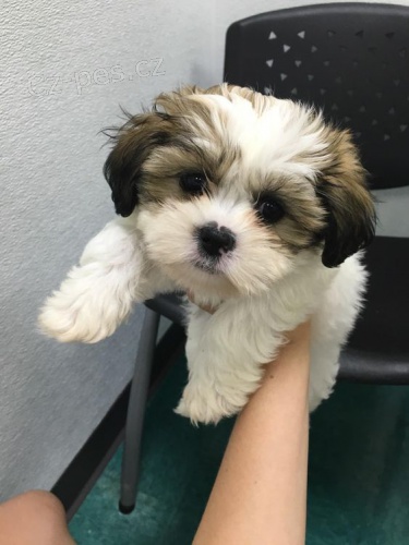 �t��ata SHIH TZU