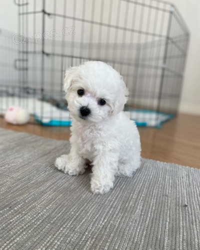 �t��ata bi�onka