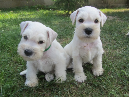 Kn�ra� mal� b�l� �t���tka