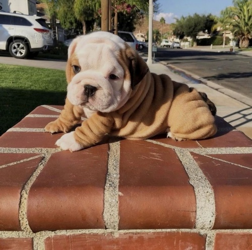 �t��ata mini anglick�ho bulteri�ra