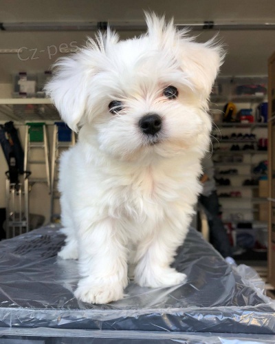 �t��ata malt�z�k�