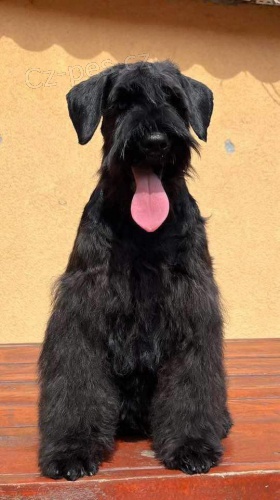 Kn�ra� mal� cerny �t��ata 