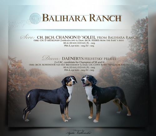 Entlebu�sk� salasnicky pes