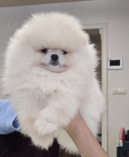 Pomo�any �t��ata BOO �istokrevn�