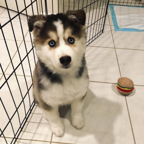 Prod�m �t��ata Pomsky.