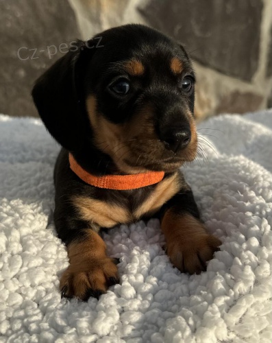 �t��ata jezev��ka na prodej