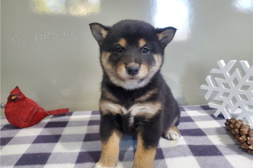 Prod�m super zdrav� �t��ata Shiba Inu
