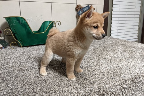 Prod�m super zdrav� �t��ata Shiba Inu