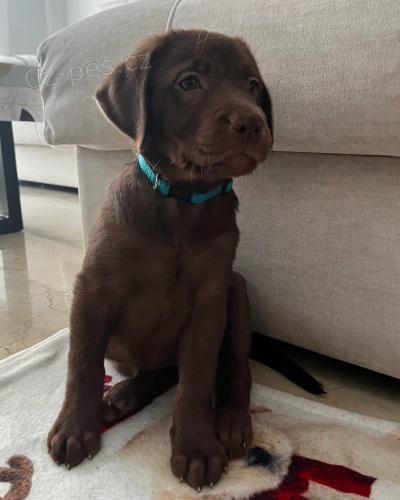 Zdrav� �t��ata labradorsk�ho retr�vra. Schv�leno veterin��em. V p��pad� z�jmu m� kontaktujte