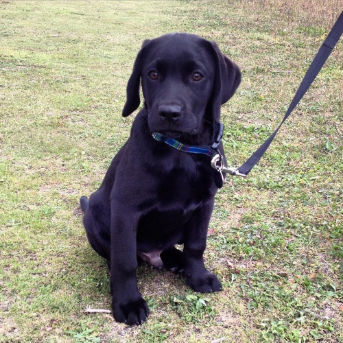 Zdrav� �t��ata labradorsk�ho retr�vra. Schv�leno veterin��em. V p��pad� z�jmu m� kontaktujte