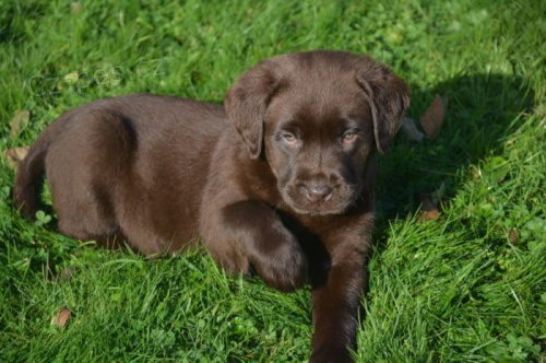 �t���tka Labradorsk� retr�vr