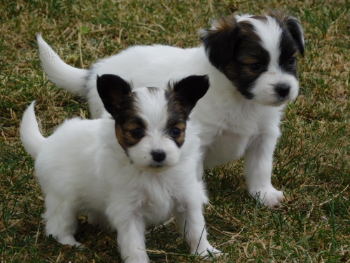 Prod�m Papillona �t��ata s PP