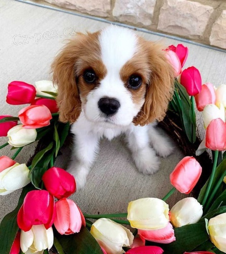 King charles �pan�l - �t��ata