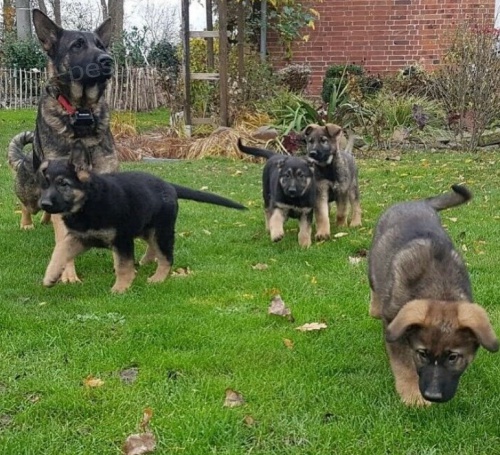 Prod�m zdrav� �t��ata n�meck�ho ov��ka.