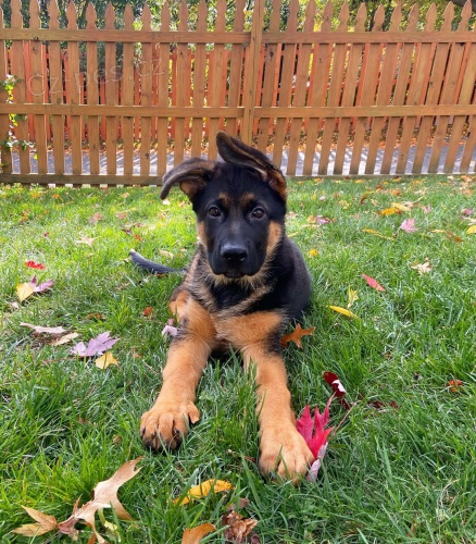 Prodej �t��at n�meck�ho ov��ka schv�len� veterin�rn�m l�ka�em.