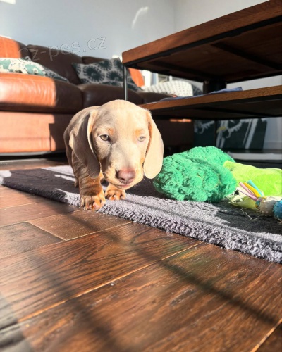 Prod�m zdrav� �t�n� jezev��ka.