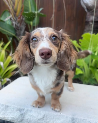 Prod�m �istokrevn� �t��ata jezev��ka. O�kov�no