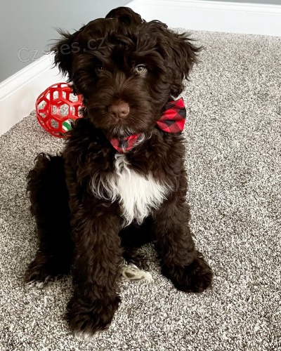 Prod�m �t�n� portugalsk�ho vodn�ho psa