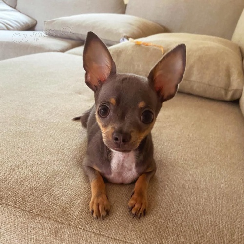 Prod�m �t�n� �ivavy