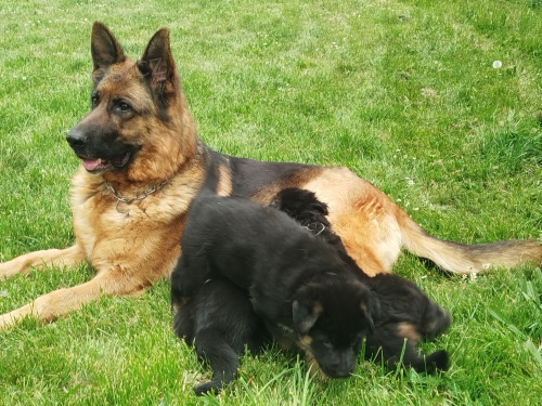 Nemeck� ov��k �t�nata s PP