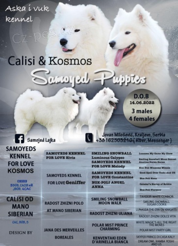 Samojed �t�n� na prodej