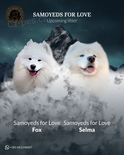 Samojed � dosp�l� psi a �t��ata na prodej