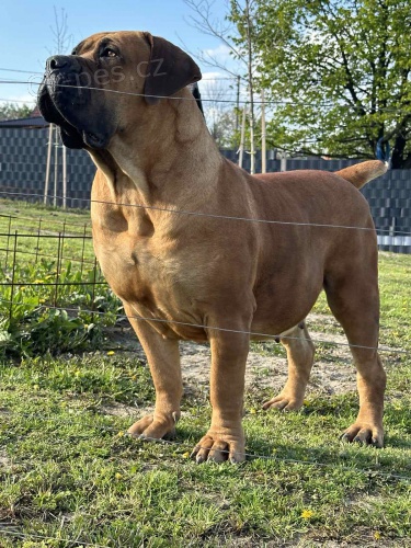 Jihoafrick� mastif � �t��ata Boerboel