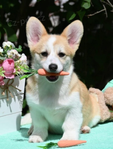 Welsh Corgi Pembroke �t��ata