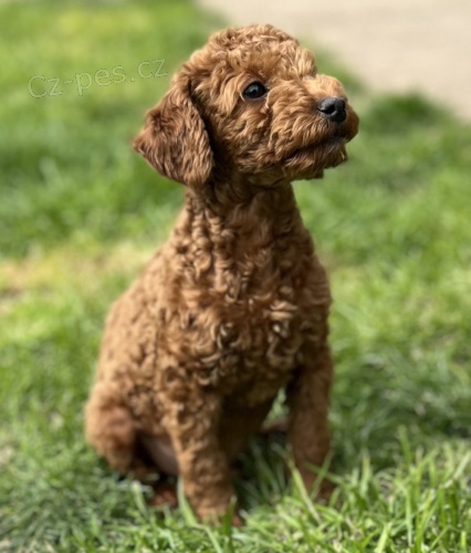 Toy pudl �t��ata na prodej