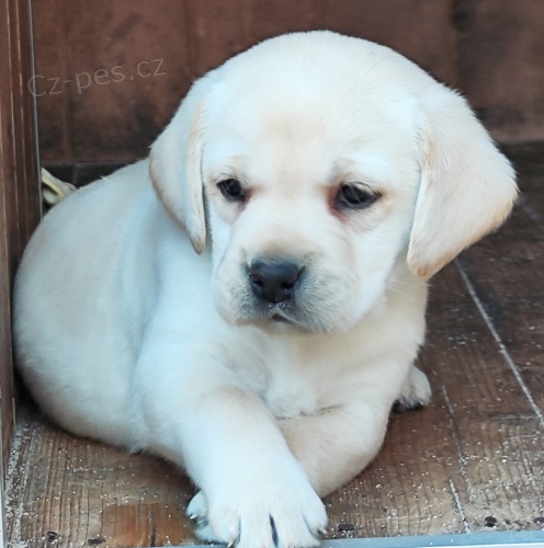 Nab�dka �t��at labradorsk�ho retrievera