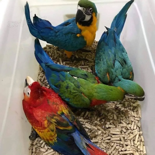 Parrots and Fertile Eggs For Sale