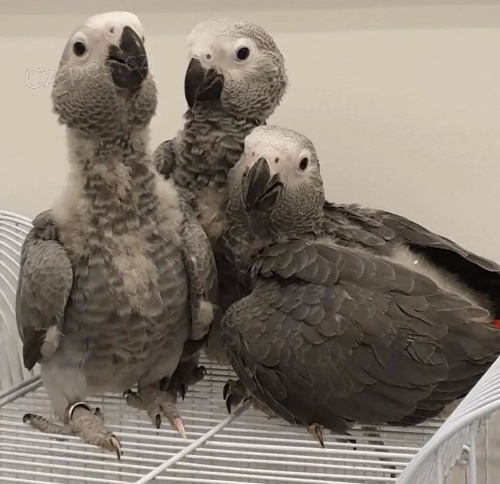 African Grey Parrots ,Babies and adults for sale