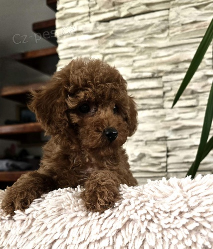 �erven� toy pudlov�