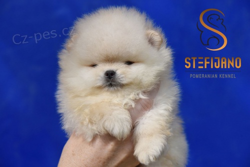 Pomeranian BOO medv�dci, �t��ata Pomeranian Spitz